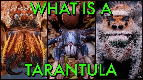 Whats The Difference Between Tarantulas And Spiders Youtube
