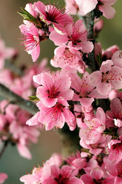 Aesthetic Background Japanese Cherry Blossom Wallpaper Allwallpaper