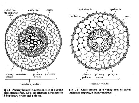 Xylem vs phloem similarities and differences between xylem and phloem. pictures for lab - Biology 100 with Smith at Minnesota ...