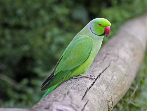 Parakeet African Ringneck Parrot Bird Breeds Central