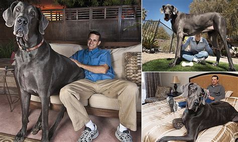 Giant George The Worlds Tallest Dog Ever Who Stood Over 7ft Tall On