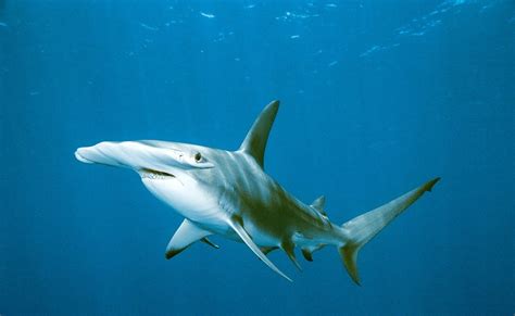 Riding hammerhead sharks for science! Hammerhead Shark