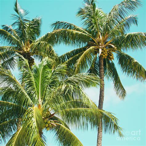 Coconut Palm Trees Sugar Beach Kihei Maui Hawaii Photograph By Sharon Mau