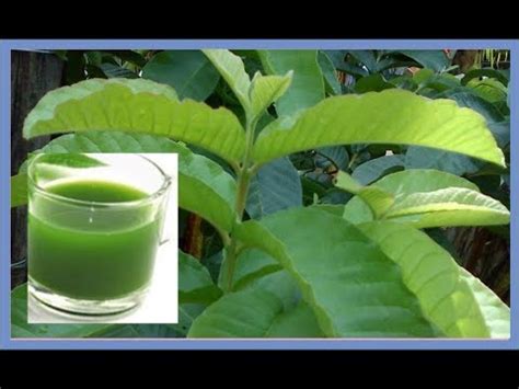 Walau daunnya sahaja boleh digunakan untuk merawat sakit perut dan biasanya digunakan untuk membuat sayur. 20 manfaat dan khasiat daun jambu biji untuk kesehatan ...