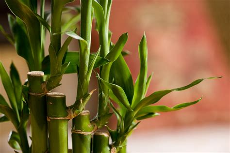 Indoor Bamboo Plants