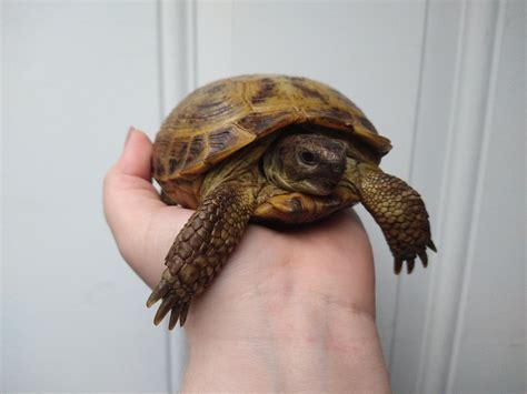 Adult Male Russian Tortoise