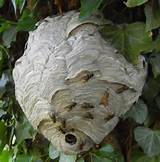Picture Of Wasp Nest Photos