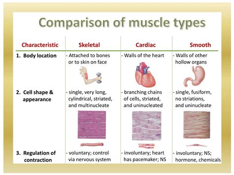 Differences Between Muscle Types Hot Sex Picture