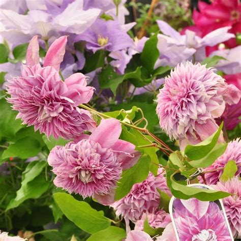 If you have been interested in making a leather flower , this is the perfect tutorial for you. Clematis Josephine Evijohill | Clematis, Clematis plants ...