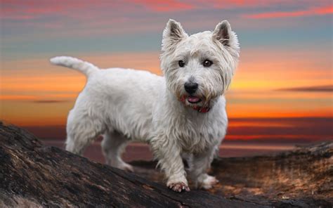 Download Wallpapers West Highland White Terrier Dog 4k Mountains