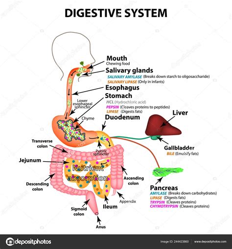 The Human Digestive System Anatomical Structure Digestion Of