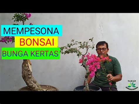Entah dari bentuk daun, batang, akar, bunga, maupun buahnya. CARA membuat BONSAI bunga BOUGENVILLE/ BUNGA KERTAS - YouTube