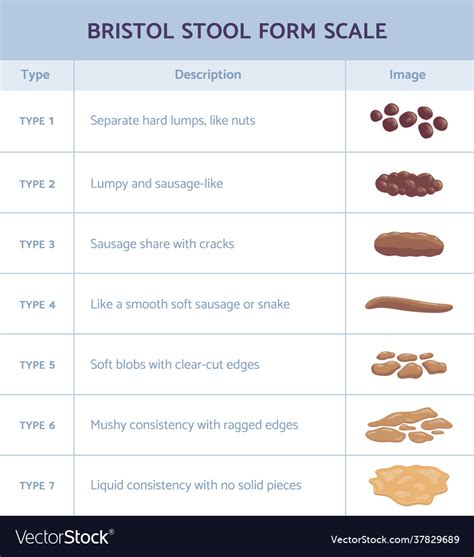 Bristol Stool Form Scale Infographic With Faeces Vector Image