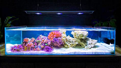 How I Built My Shallow Reef Tank How To Make A Reef Tank