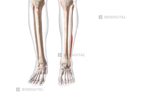 Left Fibularis Brevis Biodigital Anatomy