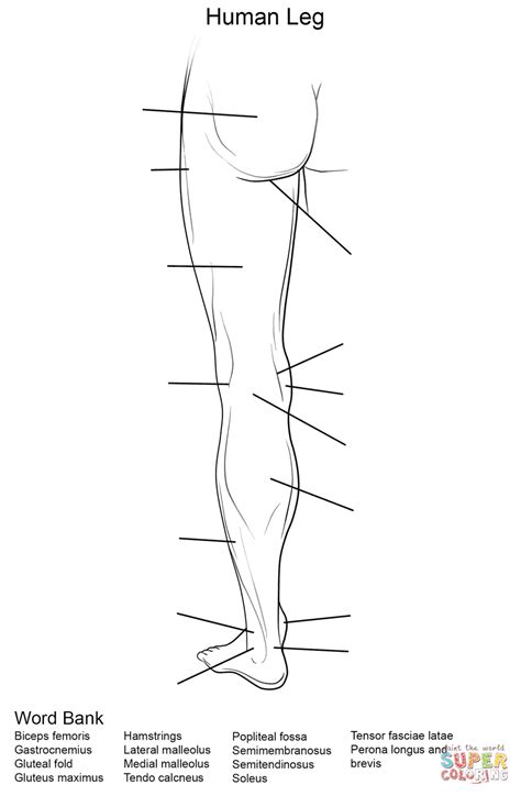 18 Best Images Of Leg Anatomy Worksheets Lower Limb
