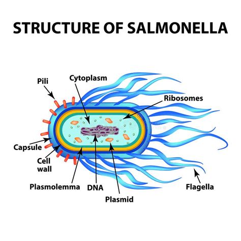 The Structure Of The Bacteria Salmonella Infographics Vector