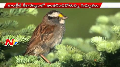 In 2021 world sparrow day is on march 20th (saturday). World Sparrow Day Special | NTV - YouTube