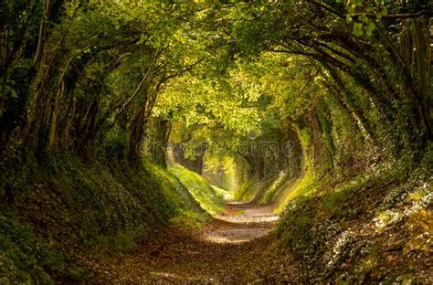 Halnaker Tree Tunnel In West Sussex Uk With Sunlight Shining In This