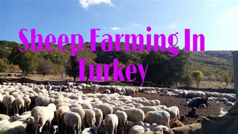 ranch sheep farming in turkey antara youtube