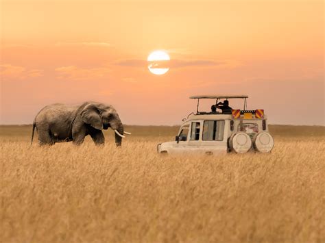 Tanzania Safari When To Go What Youll See Where To Stay Cn Traveller