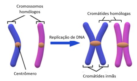 Cromátides irmãs homólogas mitose meiose e questões