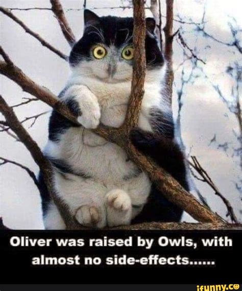 Oliver Was Raised By Owls With Almost No Side Effects Ifunny