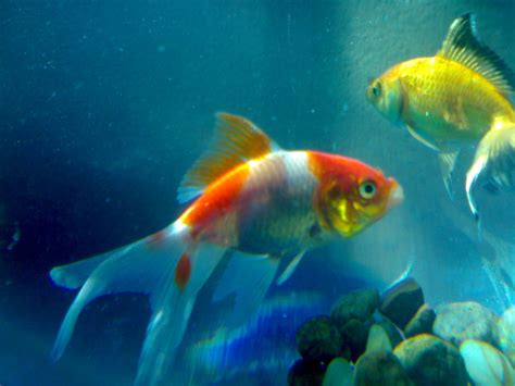 We have a massive amount of desktop and mobile backgrounds. Beautiful Fishes Wallpaper Pictures | Sea Water Animals ...