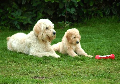 Goldendoodle puppies are adorable, and it's one of the reasons they are so popular. golden doodles | Rosie and Amber our Goldendoodle beauties ...