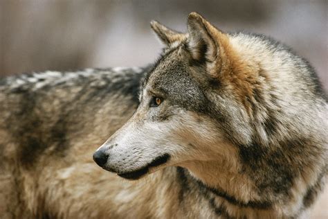 Did You Know Idahos Wolf Hunting Rules Have Changed Living With Wolves