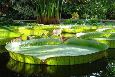 The Largest Water Lily In The World Barnorama