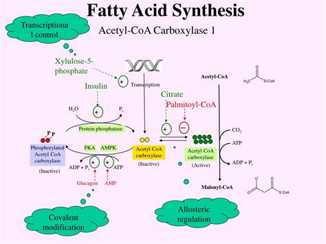 Schematic Representation Of Fatty Acid Synthesis Pathways Fatty Acid