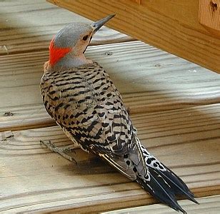 Great spotted woodpecker belongs to the family of dendrocopos major. Woodpecker Damage Prevention and Inspection - InterNACHI
