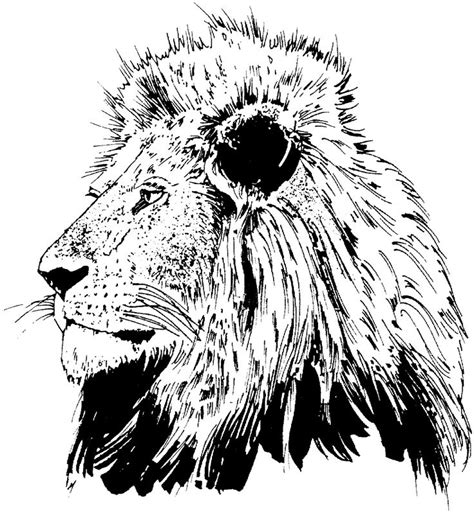 African Lion Face Coloring Sheet Coloring Pages