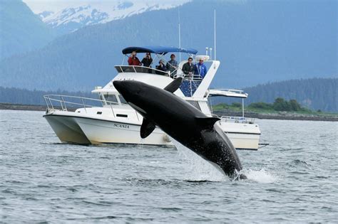 5 Practical Alaska Whale Watching Tips You Need To Know Life Well Cruised