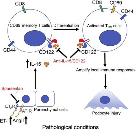 Targeting Tissue Resident Memory Cd8 T Cells In The Kidney Is A