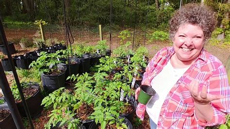 Or string together several smaller panels as an informal fence. How we use the String Method to trellis tomatoes. - YouTube