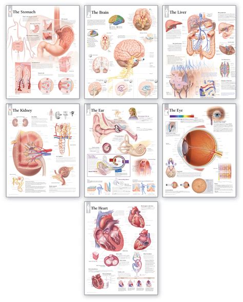Organs Location In The Human Body Human Body Organs Anatomy Clipart