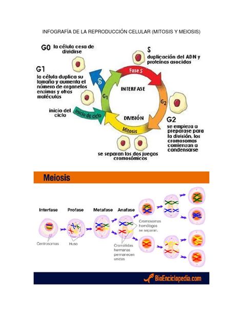 Infografía De La Reproducción Celular Biología Celular Mitosis
