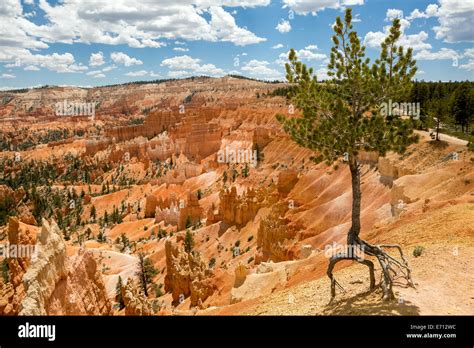 Lone Pine Tree On The Side Of The Canyon Stock Photo Alamy