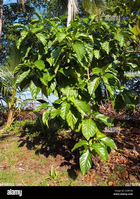 Noni Tree Morinda Citrifolia Central America Costa Rica Stock Photo