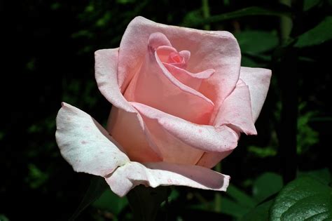 Flower Rose Pink · Free Photo On Pixabay