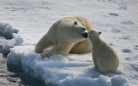 Mother Polar Bear And The Cub Wallpaper 2560x1600 905 Wallpaperup