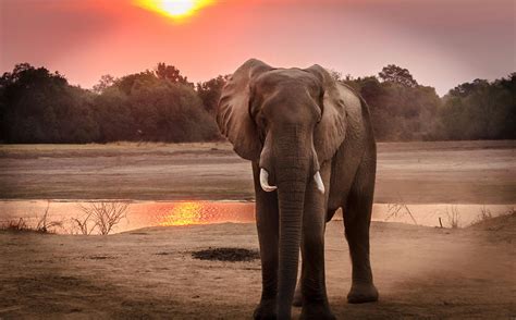 Tierfotografie Des Elefanten Während Der Goldenen Stunde · Kostenloses