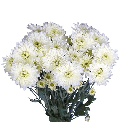 These beautiful flowers are known as chrysanthemums, but you can call them mums because it's just easier. Best White Chrysanthemum Cushion Flowers | GlobalRose