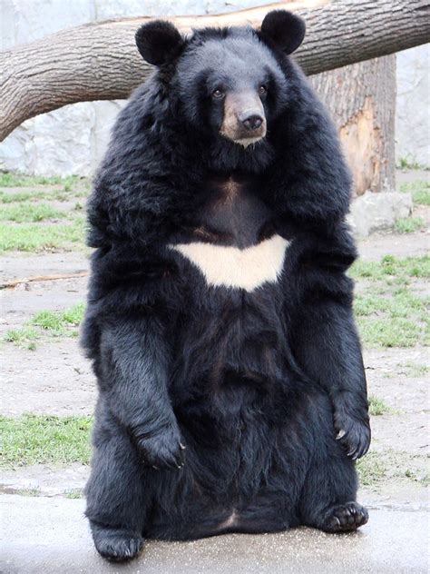 Species Profile The Asian Black Bear We Love Bears Blog