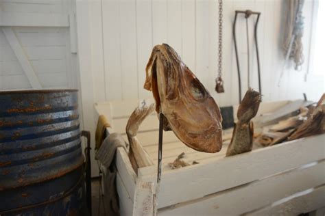 Lofoten Stockfish Museum In Å Reveals How Stockfish Became Such A Craze