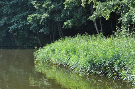 Free Images Tree Water Nature Swamp Flower River Reed Pond