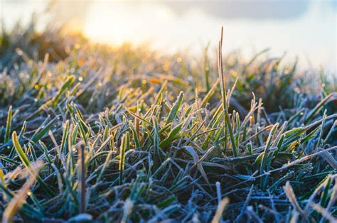 Frost On Green Grass Stock Photo Image Of Cover Morning 111323066