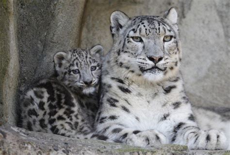 Rare Snow Leopards Found In Afghanistan Mountains